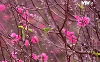 Đào Thất Thốn nở đúng dịp Tết nhờ kỹ thuật chăm sóc phù hợp