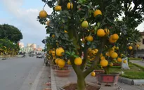 Bưởi cảnh giá chục triệu đồng lên phố trước dịp Tết Nguyên đán