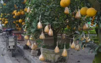 Cây phật thủ bonsai lạ mắt "đắt hàng" ngày cận Tết