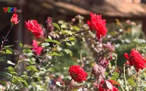 Ngỡ ngàng vẻ đẹp của vườn hồng cổ châu Âu tại Việt Nam