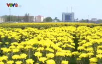 Giá cao vẫn không lãi - Nghịch lý thị trường hoa Tết vùng thiên tai