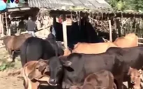 Nghệ An: Giá rét khiến trâu bò chết nhiều tại huyện Kỳ Sơn