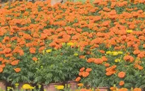 Rực rỡ làng hoa vạn thọ ở Khánh Hoà