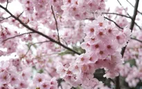 Hoa anh đào Nhật Bản nở sớm hơn so với thường lệ