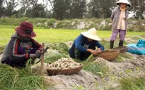 Nông dân trồng kiệu ở Quảng Nam được giá nhưng... hết kiệu