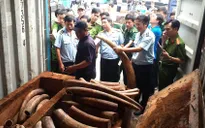 Công an Hà Nội triệt phá đường dây buôn bán ngà voi