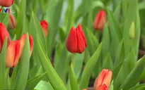 Thưởng ngoạn hoa tulip tại Phú Yên dịp Tết Nguyên đán