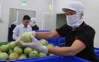 Khan hàng vú sữa xuất khẩu sang Mỹ