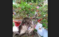 Đầu Xuân 2018, kỳ hoa, dị thảo tưng bừng khoe sắc