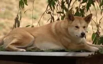 Chó Dingos - "người bạn" đắc lực bảo vệ gia súc của nông dân Australia