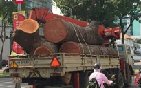 TP.HCM: Đốn hạ, di dời cây xanh trên đường Tôn Đức Thắng để xây cầu Thủ Thiêm 2