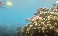 Rạn san hô Great barrier (Australia) đang “kêu cứu”