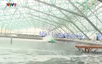 Lễ thả tôm giống đầu tiên tại khu công nghệ cao Bình Định