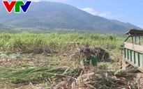 Ngành mía đường Khánh Hòa đối diện áp lực ngày một lớn
