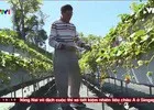 Du lịch trải nghiệm hái dâu tây ở Đài Loan (Trung Quốc)