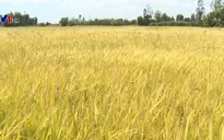 Nông dân lỗ nặng vì lúa giảm năng suất