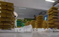 Paraguay bắt giữ khối lượng lớn cần sa