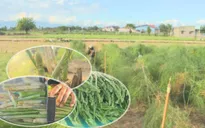 Ninh Thuận: "Làng măng tây" thích ứng thị trường nông sản