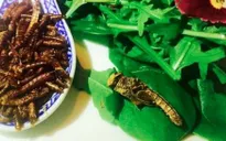 Trải nghiệm bữa tối côn trùng
