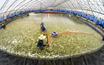 Nuôi tôm siêu thâm canh trong nhà kính - Đột phá về ứng dụng công nghệ của ngành tôm