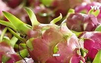 Xuất khẩu từ Việt Nam sang Trung Quốc tăng mạnh