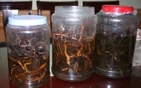 3 người tử vong, 1 người hôn mê do uống rượu ngâm rễ cây