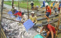 Hoa Kỳ sắp thanh tra thực tế chương trình kiểm soát cá da trơn Việt Nam