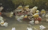 Trang trại ếch ở Singapore