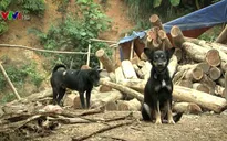 Toàn quốc có 67 trường hợp tử vong do bệnh dại