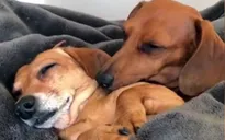 "Tình yêu" của cặp chó xúc xích gây bão mạng xã hội