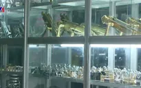 Khóa Minh Khai: Cú vấp của một thương hiệu