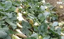 Nông dân Hải Dương tự tay phá bỏ su hào vì mất giá