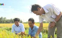 Giá lúa đang ở mức cao
