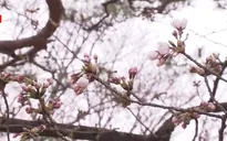 Nhật Bản bước vào mùa hoa anh đào