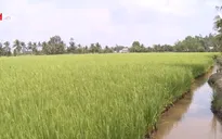 Hậu Giang ứng phó với hạn mặn tăng cao