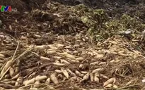 Bộ Nông nghiệp chỉ đạo xử lý vụ nông sản dư thừa phải đổ bỏ