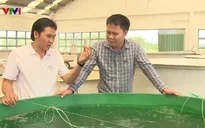 Giá cá tra giống cao nhất trong 10 năm qua