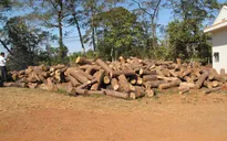Đắk Lắk: Yêu cầu các chủ rừng rà soát lại toàn bộ diện tích rừng tự nhiên bị phá, bị lấn chiếm trái phép