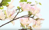 Điện Biên quyến rũ trong sắc hoa ban