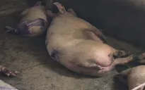 Hà Tĩnh: Lợn nghi nhiễm bệnh vẫn được mổ bán ra thị trường