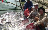 Mỹ áp thuế chống bán phá giá cá tra cao nhất lịch sử