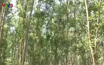 Quảng Ngãi: Người dân hưởng lợi từ giao khoán rừng theo Nghị định 135