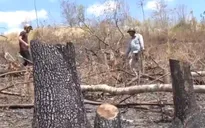 Rừng phòng hộ Buôn Đôn: Trơ trụi vì phá rồi đốt