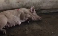 Hà Tĩnh: Điều tra nguyên nhân bùng phát dịch lở mồm long móng tại lò mổ Gia Phố