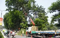 TP.HCM cắt tỉa hàng loạt cây cổ thụ