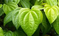Chữa gút từ trầu không, nước dừa