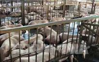 Đồng Nai phát hiện cơ sở bơm nước vào lợn trước khi đưa đi giết mổ