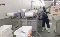 Một đêm ở cảng cá Oostende, Vương quốc Bỉ
