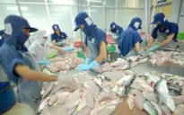 VASEP sẽ khởi kiện Mỹ về mức thuế cao kỷ lục với cá tra Việt Nam