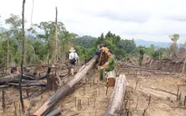 Quảng Nam: Rừng bị phá, nhiều cán bộ kiểm lâm bị kỷ luật